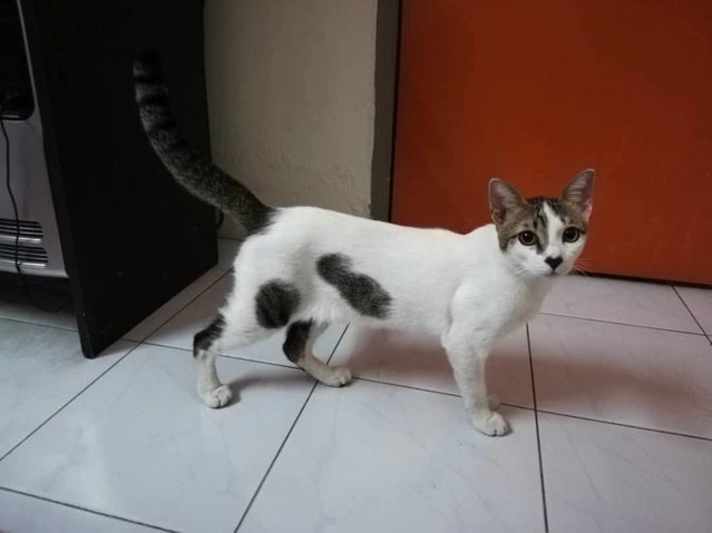 Domestic White Kitty - Domestic Short Hair Cat