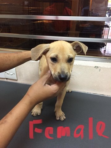 Female S1 - Mixed Breed Dog