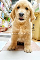 Quality Big Bone Golden Retrie2ver Pup - Golden Retriever Dog