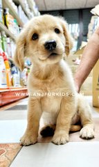 Quality Big Bone Golden Retrie2ver Pup - Golden Retriever Dog