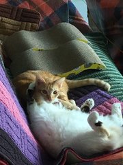 Tiger And Chloe - Domestic Short Hair + Domestic Medium Hair Cat