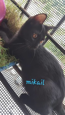 Mikail &amp; Maliq - Domestic Short Hair Cat