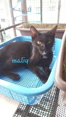 Maliq