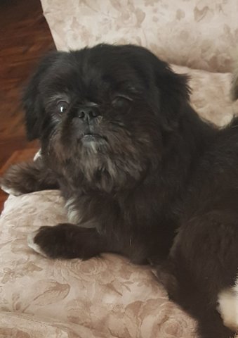 PF90924 - Shih Tzu Dog