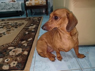 Penny - Dachshund Dog