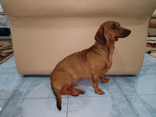 Penny - Dachshund Dog