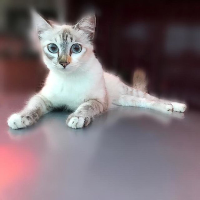 Bambi - Balinese Cat