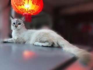 Bambi - Balinese Cat