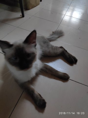 Bulat - Domestic Medium Hair + Applehead Siamese Cat