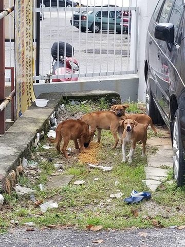 Puppies - Mixed Breed Dog