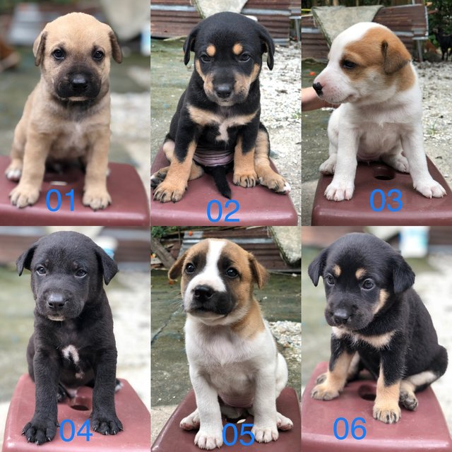 Puppies For Adoption - Mixed Breed Dog