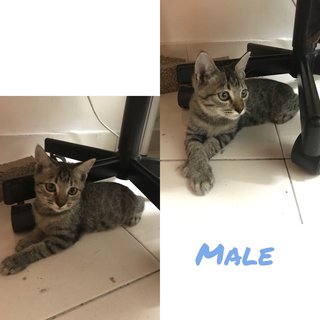 Kittens - Domestic Short Hair + Tabby Cat