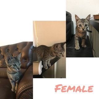 Kittens - Domestic Short Hair + Tabby Cat