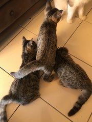 Kittens - Domestic Short Hair + Tabby Cat