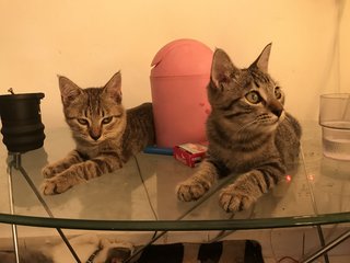 Kittens - Domestic Short Hair + Tabby Cat