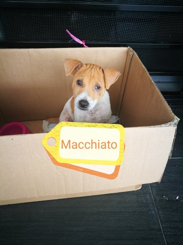 Macchiato - Mixed Breed Dog