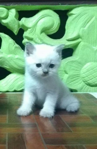 Little Jack - British Shorthair Cat