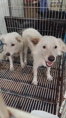 Boarding at pet shop