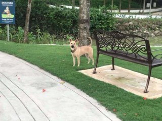 A walk in the park