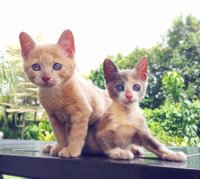 Pumpkin &amp; Spice - Singapura Cat