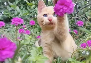 Pumpkin playing with flowers