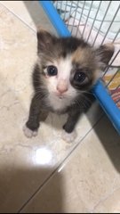 Marshmallow, Caramel And Chocolate Fudg  - Calico Cat