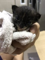 Marshmallow, Caramel And Chocolate Fudg  - Calico Cat