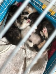 Marshmallow, Caramel And Chocolate Fudg  - Calico Cat