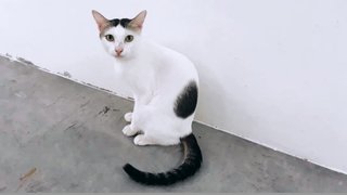 Lune - Domestic Short Hair Cat