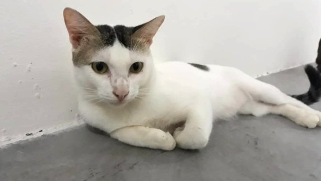 Lune - Domestic Short Hair Cat