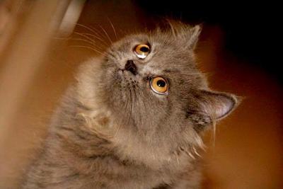 Bell Lullaby - Persian Cat