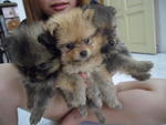 Mini Compact Pomeranian - Pomeranian Dog