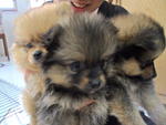 Mini Compact Pomeranian - Pomeranian Dog