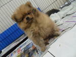 Mini Compact Pomeranian - Pomeranian Dog