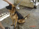 German Shepherd For Adoption - German Shepherd Dog Dog