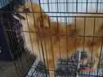 Pomeranian For Adoption - Pomeranian Dog