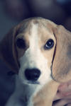 Harry - Beagle Dog