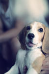 Harry - Beagle Dog