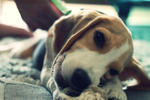 Harry - Beagle Dog