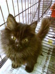 Sri Bulan *sold* - Domestic Long Hair Cat