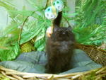 Sri Bulan *sold* - Domestic Long Hair Cat