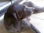 Chyna (Pronounced Shy-ner) - German Shorthaired Pointer Dog