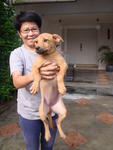 3mth Brown Puppy - Mixed Breed Dog