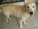 Curtis - Golden Retriever Dog