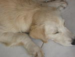 Curtis - Golden Retriever Dog