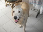 Curtis - Golden Retriever Dog