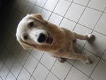 Curtis - Golden Retriever Dog