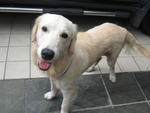 Curtis - Golden Retriever Dog