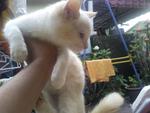 Kecik - Domestic Short Hair Cat