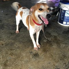 Buttercup-small Sized Dog - Jack Russell Terrier Mix Dog